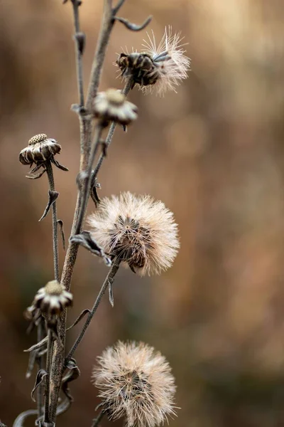 密苏里州金斯维尔鲍威尔植物园植物 — 图库照片