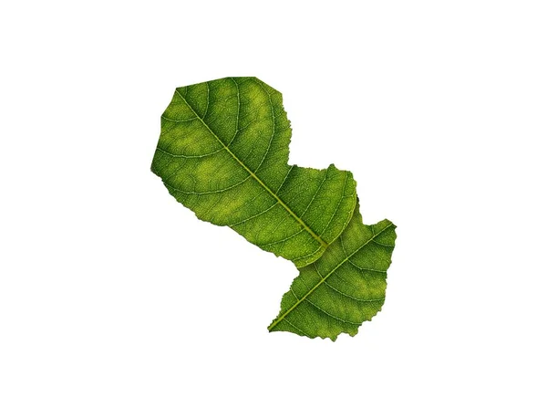 Mapa Paragwaju Wykonana Zielonych Liści Odizolowanych Białym Tle Koncepcja Ekologii — Zdjęcie stockowe