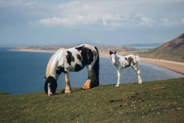 View Galineers Cob Foal Grass Beach View — Stock Photo, Image