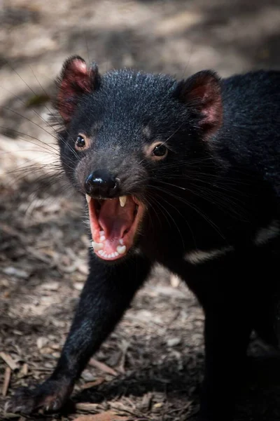 Ett Vertikalt Skott Tasmansk Djävul Som Visar Aggressiv Pose Med — Stockfoto