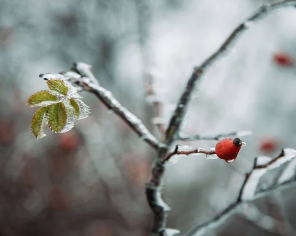 Bulanık Bir Arkaplanda Donmuş Bir Gül Ağacının Yakın Çekimi — Stok fotoğraf