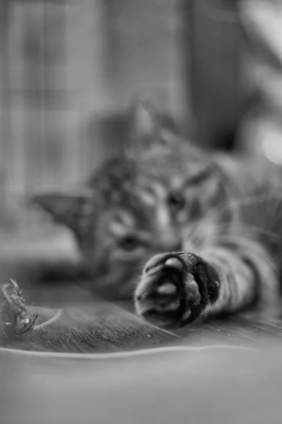 Vertical Grayscale Shot Paw Adorable European Shorthair Cat — Stock Photo, Image