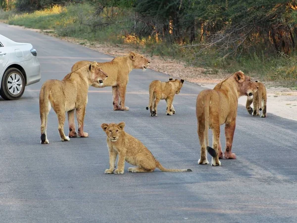 Closeup Pride Lionesses Cubs Road — Stock Photo, Image