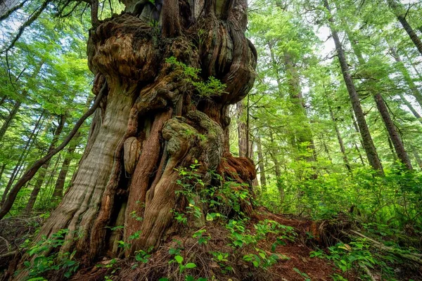 Een Westelijke Rode Ceder Cheewhat Giant Trail Vancouver Island Canada — Stockfoto