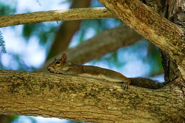 Schöne Aufnahme Eines Eichhörnchens Das Auf Dem Baum Liegt Stockbild