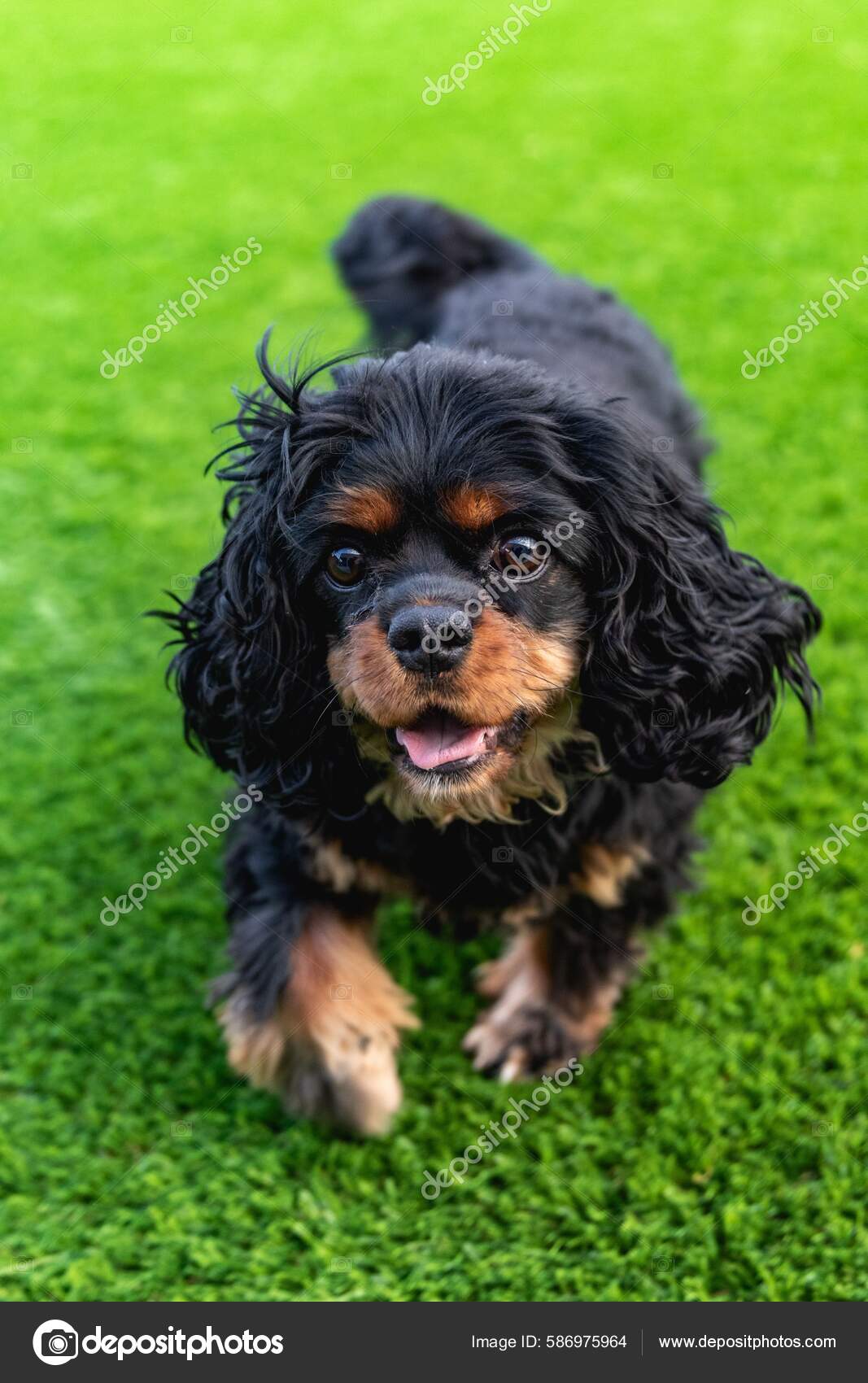 Black Tan Cavalier King Charles Spaniel Play — Stock Photo