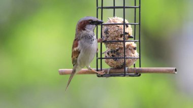 Yağ toplarıyla bir kuş yemliğine tünemiş bir serçenin yakın çekimi.