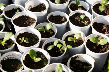 Bahçede büyüyen çoklu karpuz fidelerinin yakın plan çekimi.