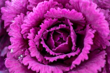 Powell Botanik Bahçeleri, Kingsville, Missouri