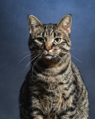 Meraklı Kedi Stüdyosu Hayvan Portresi