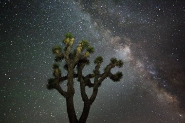 Arka planda yıldızlı gökyüzü ve Samanyolu Galaksisi olan bir Yucca ağacının alçak açılı görüntüsü.