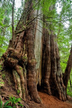 Vancouver Adası, BC, Kanada 'daki Cheewhat Giant Trail' in batısındaki kırmızı sedir ağacının dikey çekimi.