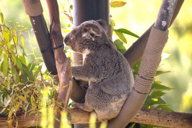 Hayvanat bahçesinden Koalas 'ın fotoğrafları