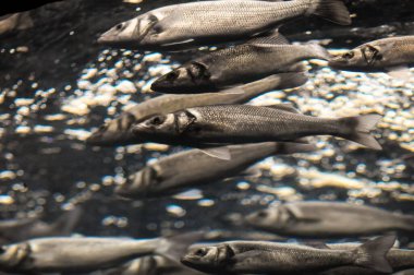 Akvaryumdaki Gümüş Gri Balıklar Sualtı Okulu