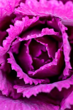 Powell Botanik Bahçeleri, Kingsville, Missouri