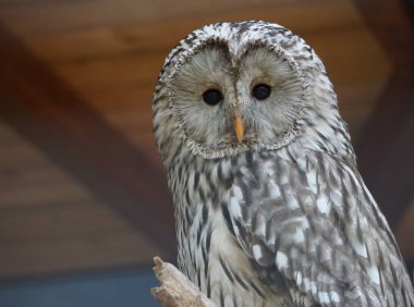 Bulanık ahşap arka plana karşı bir Ural baykuşunun (Strix uralensis) yakın çekimi