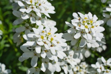 A closeup shot of white flowers blossoming in the garden