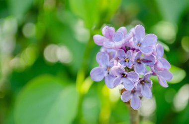 Sıradan leylak çiçeklerinin hoş kokulu bir odak noktası (şırınga vulgaris))