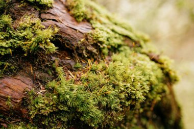 Bulanık arka planda yeşil yosunlarla kaplı bir ağaç gövdesi.