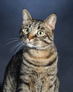 Meraklı Kedi Stüdyosu Hayvan Portresi