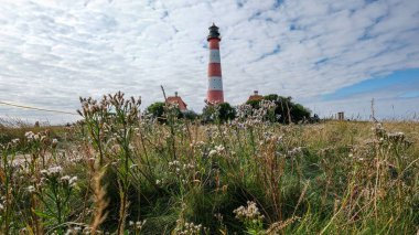 Kuzey Denizi 'ndeki deniz feneri Westerhever' da. Ön planda bitkiler, Almanya. Doğrudan Wadden Denizi 'nde, bir Dünya Mirası.
