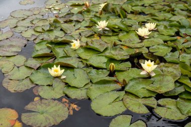 Nilüferler, açık sarı nilüfer çiçekleri olan bir göletin yüzeyindeki bir su bitkisi.