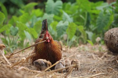 Beautiful portrait of cute baby chicks.