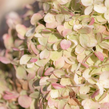 Güneşteki bir ortanca bitkisinin beyaz ve pembe çiçekleri.