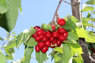 Kiraz çiftliğindeki ağaçtaki kirazlar