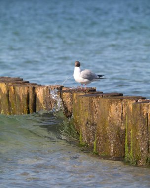 Denizde yosunlarla kaplı tahta bir iskelede duran siyah başlı martının dikey görüntüsü.