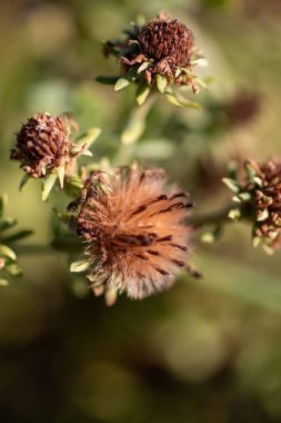 Powell Botanik Bahçeleri, Kingsville, Missouri