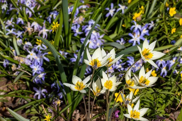 Selective Focus Shot White Yellow Turkestan Tulip Flowers Garden — Stock Photo, Image