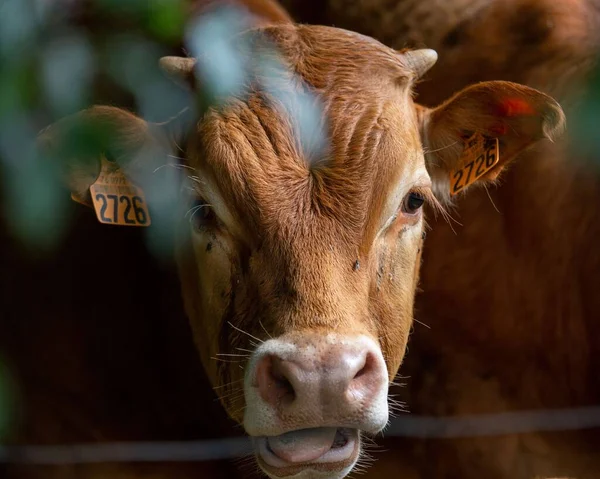 A close-up shot of a head of a brown cow in the farm