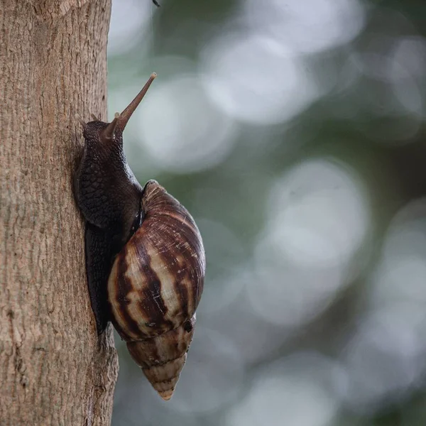 Small Snail Crawling Tree — Stock Photo, Image