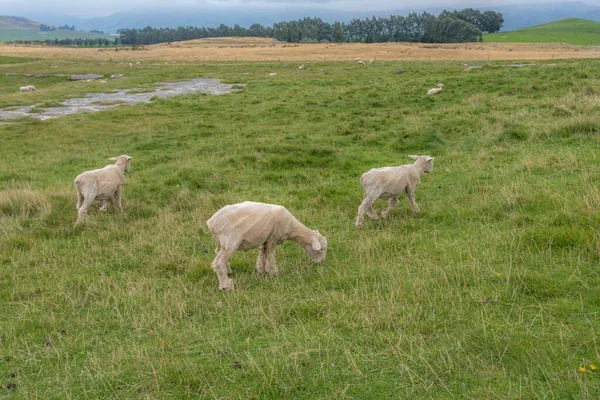 在新西兰南岛象岩的田野里放羊的美丽景色 — 图库照片
