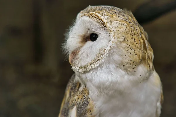 背景がぼやけている納屋のフクロウの美しい景色 — ストック写真