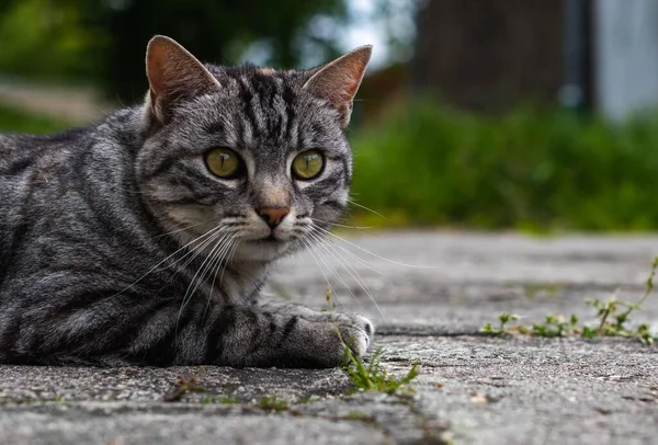 Primer Plano Gato Rayado Con Ojos Verdes Tendidos Suelo Mirando —  Fotos de Stock