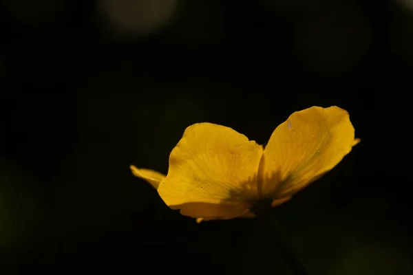 Una Caléndula Pantano Caltha Palustris Aislada Sobre Fondo Oscuro —  Fotos de Stock