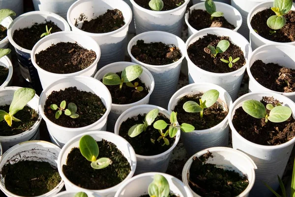 Bahçede büyüyen çoklu karpuz fidelerinin yakın plan çekimi.