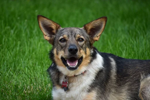 Ένα Κοντινό Πλάνο Ενός Αξιολάτρευτου Σκύλου Μυτερά Αυτιά Στο Γήπεδο — Φωτογραφία Αρχείου
