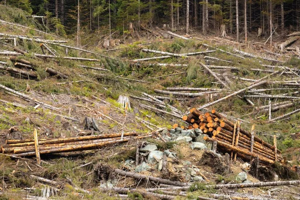 Sawed Trees Forest Logging Concept Caycuse Cowichan Canada — Stock Photo, Image