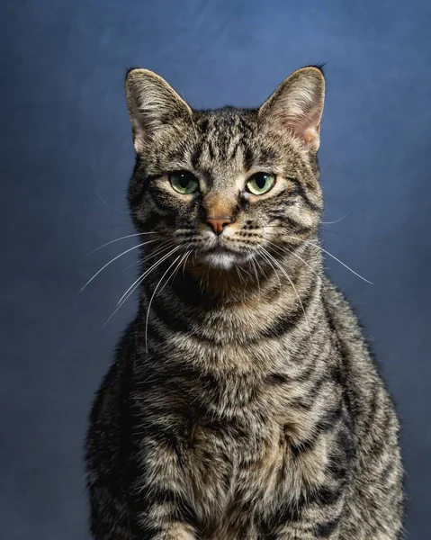 好奇猫工作室宠物肖像 — 图库照片