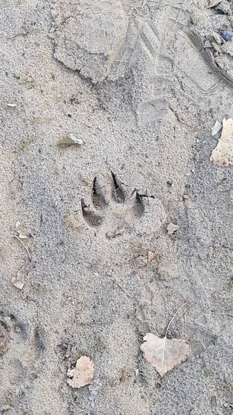A vertical top view of wolf paw track on gray sand
