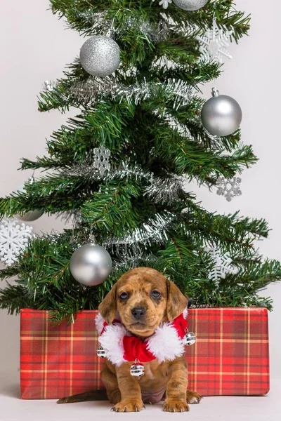 Schattige Atelierportretten Van Teckel Puppy — Stockfoto