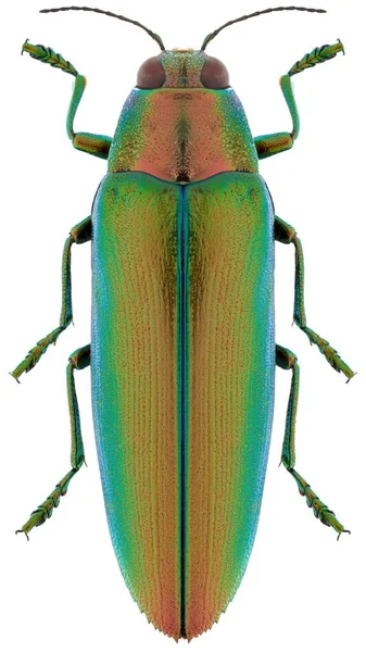 Especie Escarabajo Joya Chrysochroa Aurora —  Fotos de Stock