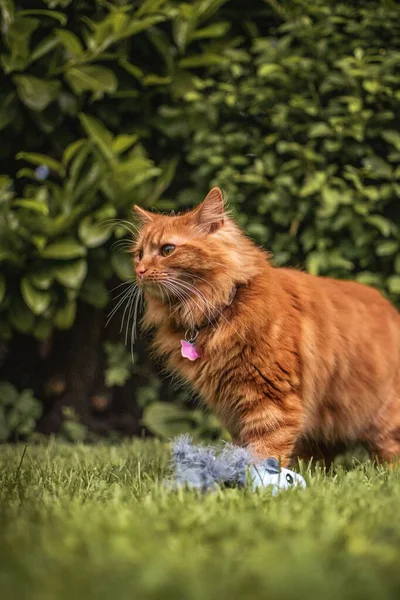 Roztomilé Ginger Kitten Hrát Dlouhým Listem Plánu Tradiční Venkovské Zahradě — Stock fotografie