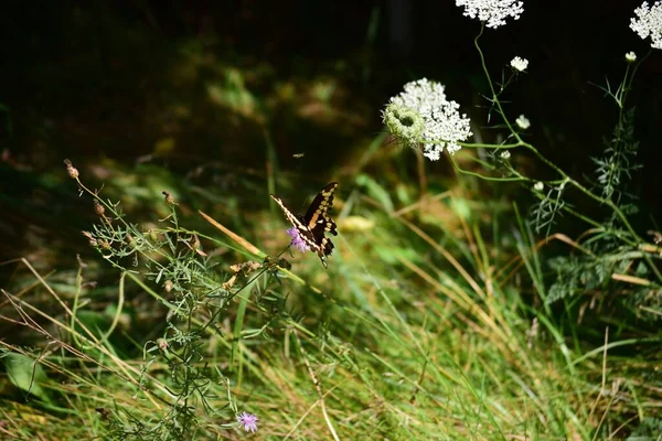 Μια Μεγάλη Πεταλούδα Χελιδόνια Ένα Λουλούδι Ένα Χωράφι — Φωτογραφία Αρχείου