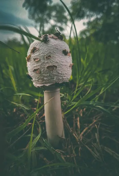 Een Verticaal Schot Van Een Witte Paddestoel Groeiend Het Veld — Stockfoto