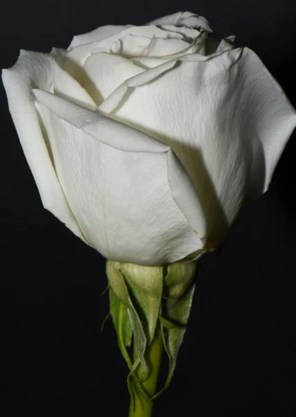 Квітуча Біла Троянда Сонці — стокове фото