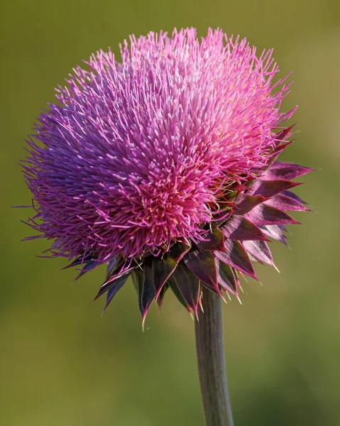 A vertical shot of a purple thistle flower in a blurred background in sunny weather